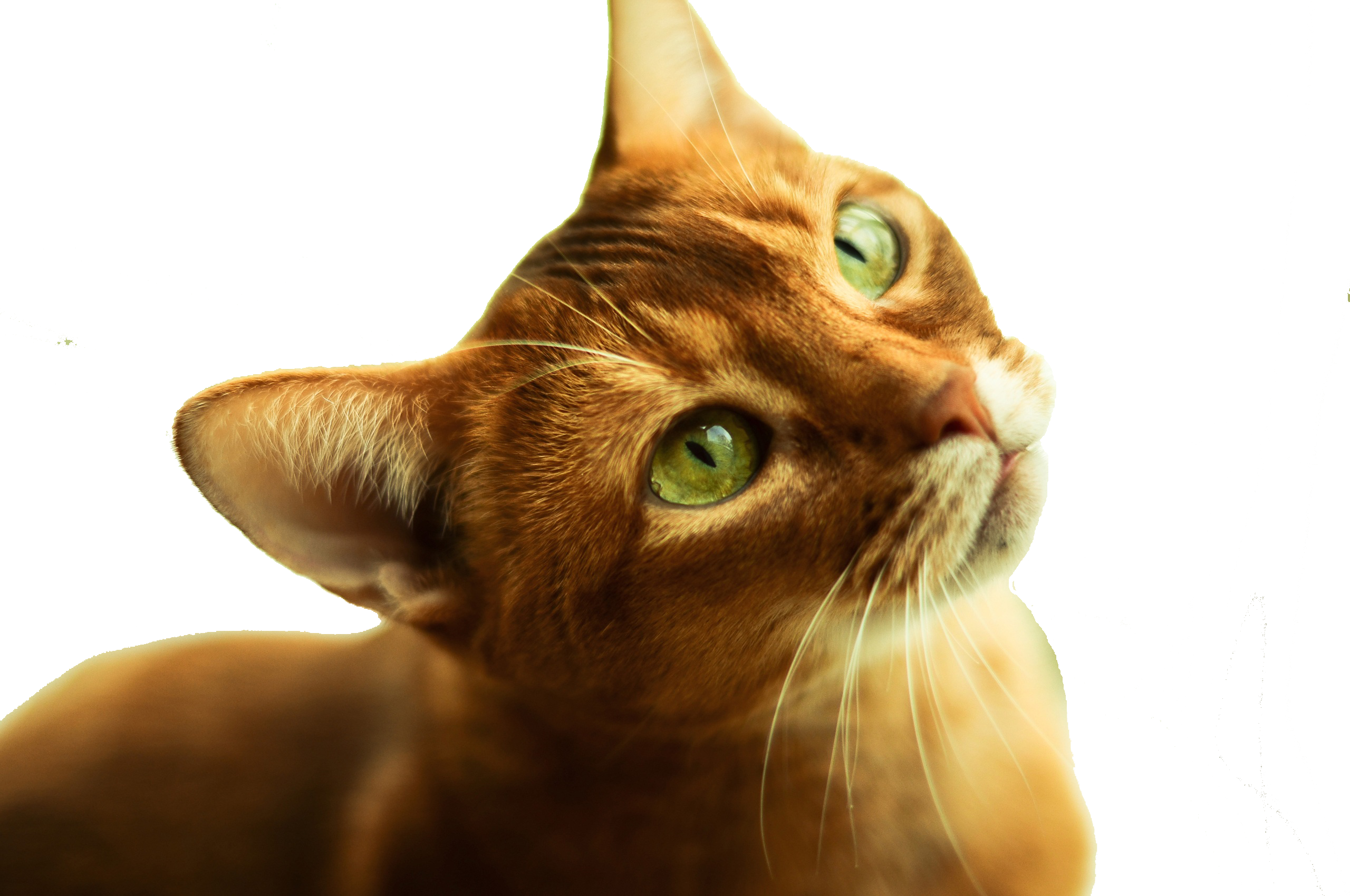 during_your_stay_cat.png